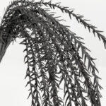 Poison Κλαδι Τεχνητο 145cm Eva Foam Μαυρο - Image 2