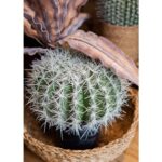 Ferocactus Φυτο Τεχνητο Σε Γλαστρα 25x25x33cm Υφασμα Πρασινο Λευκο Πλαστικο - Image 5