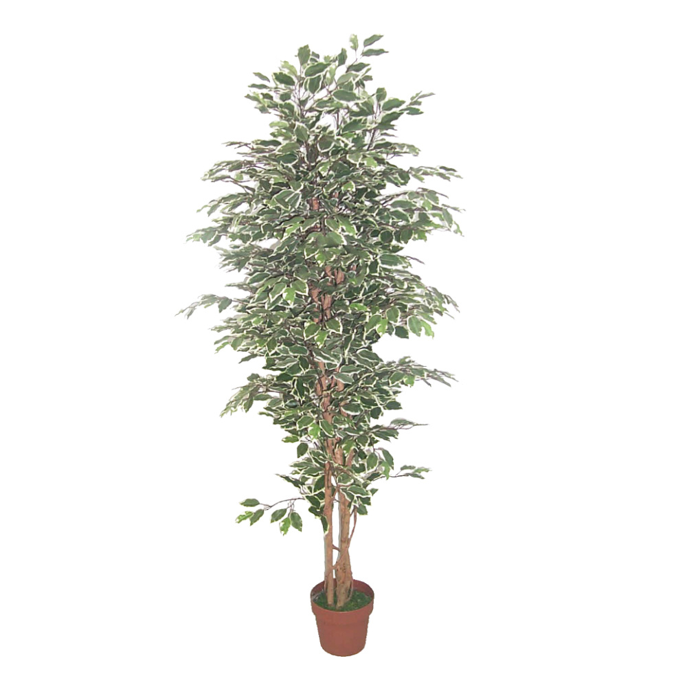 022408-ho4PQ-first-_1 Ficus Δεντρο Τεχνητο Σε Γλαστρα 170cm Polyester Πρασινο Pe/Pp - Image 1