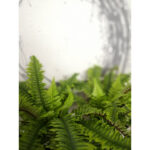 Boston Fern Φυτο Τεχνητο Σε Γλαστρα 36cm Polyester Πρασινο Pe/Pp - Image 2