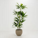 Velvet Tree Δεντρο Τεχνητο Σε Γλαστρα 140cm Pvc Πρασινο Μαυρο Τσιμεντο - Image 2