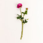 Ranunculus Λουλουδι Τεχνητο 48cm Polyester Φουξια Πρασινο