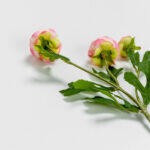 Ranunculus Λουλουδι Τεχνητο 42cm Polyester Σομον Πρασινο - Image 4