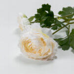 Ranunculus Λουλουδι Τεχνητο 61cm Polyester Λευκο Πρασινο - Image 3