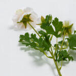 Ranunculus Λουλουδι Τεχνητο 61cm Polyester Λευκο Πρασινο - Image 4
