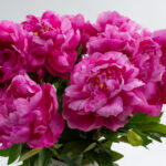 Peony Λουλουδι Τεχνητο 67cm Polyester Φουξια Πρασινο - Image 3