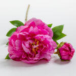 Peony Λουλουδι Τεχνητο 67cm Polyester Φουξια Πρασινο - Image 4