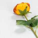 Cabbage Rose Λουλουδι Τεχνητο 66cm Polyester Terracotta Πρασινο - Image 4