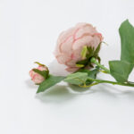 Austin Rose Λουλουδι Τεχνητο 64cm Polyester Σομον Πρασινο - Image 6