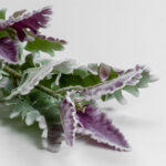 Senecio Cineraria Κλαδι Τεχνητο 76cm Polyester Πρασινο Μωβ - Image 4
