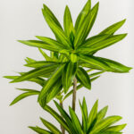 Fatsia Δεντρο Τεχνητο Σε Γλαστρα 110cm Υφασμα Πρασινο Pvc - Image 2