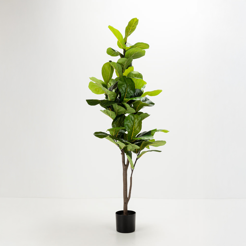 031329-lHVVc-first-_1 Ficus Pandurata Δεντρο Τεχνητο Σε Γλαστρα 180cm Υφασμα Πρασινο Pvc - Image 1