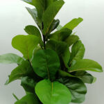 Ficus Pandurata Δεντρο Τεχνητο Σε Γλαστρα 180cm Υφασμα Πρασινο Pvc - Image 2