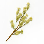 Aroma Delights Λουλουδι Τεχνητο 80cm Foam Κρεμ Pvc - Image 3