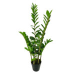 Zamia Φυτο Τεχνητο Σε Γλαστρα 95cm Υφασμα Πρασινο Pvc